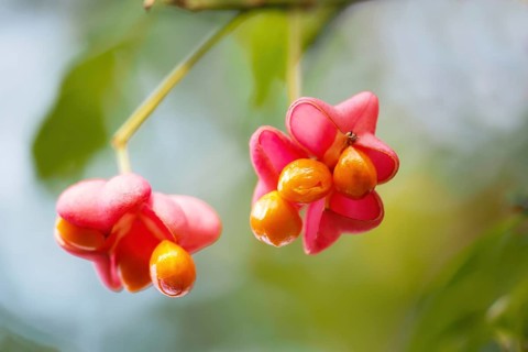 European spindle (Euonymus europaeus), seed stand, Hesse, Germany, Europe
