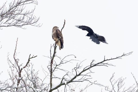 Carrion crow (Corvus corone corone) attacking steppe buzzard (Buteo buteo), Hesse, Germany, Europe