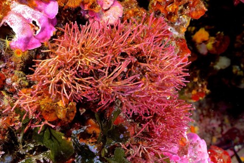 Fine coral moss (Jania rubens), red algae, algae, in the Mediterranean near Hyères. Dive site Giens