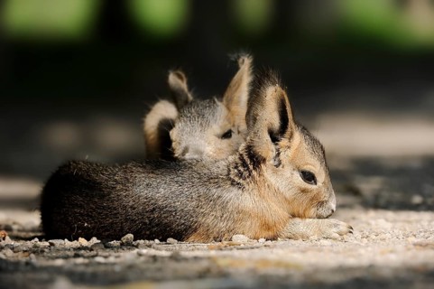 Patagonian mara (Dolichotis patagonum) or Greater Mara, juveniles, captive, occurrence in Argentina