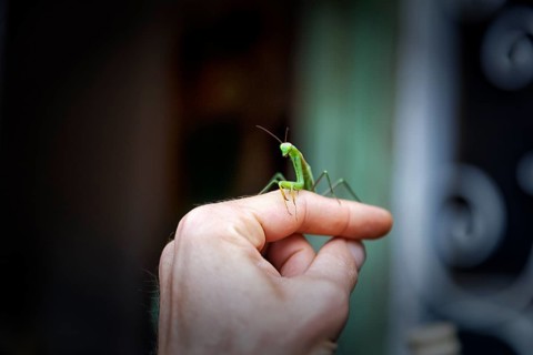 Praying mantis (Mantis religiosa) sits on finger, hand, trusting, Spain, Europe