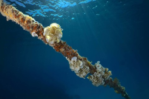 Ear funnel alga (Padina Gymnospora), alga, on a ship's rope, backlit, sun rays, dive site House