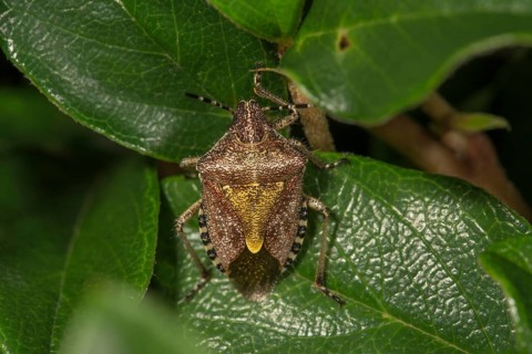 Hairy shieldbug (Dolycoris baccarum) on leaf of dwarf moth (Cotoneaster), Baden-Württemberg,