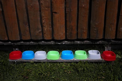 Water bowl, water bowl for dogs, alpine pasture, Puez-Odle nature Park, Seceda, Trentino, South