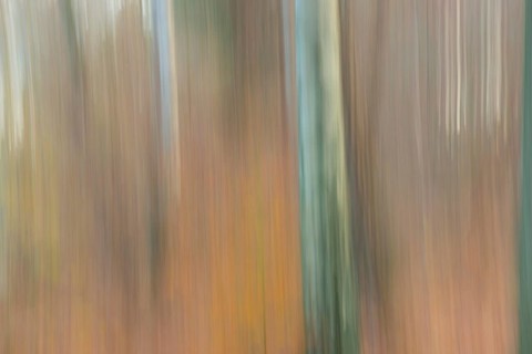 Mixed deciduous forest with silver birch (Betula pendula) or silver birch, silver birch or silver