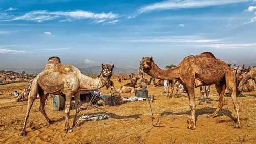 Panoramic image of camels at Pushkar Mela (Pushkar Camel Fair) . Pushkar, Rajasthan, India, Asia