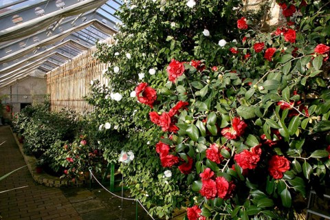 Camellia Castle Königsbrück