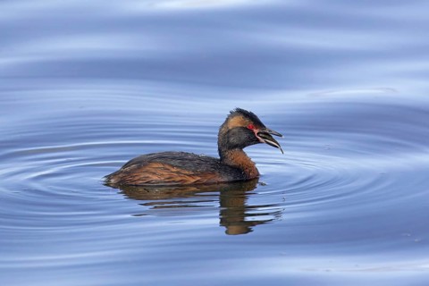 Horned grebe, Slavonian grebe (Podiceps auritus) in breeding plumage swimming swallowing caught
