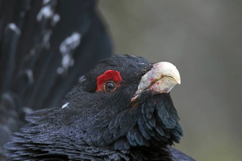 Western capercaillie (Tetrao urogallus) close up portrait of male, cock showing red skin, wattle