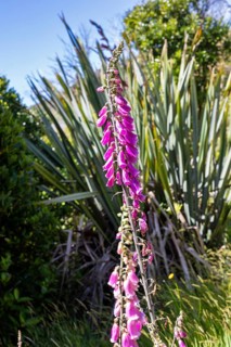 Lupins (Lupinus), Ship Creek, New Zealand, Oceania