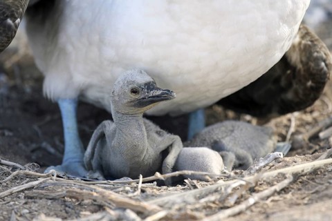 Blue-footed booby (Sula nebouxii excisa) sitting on two chicks, Espanola island, Galápagos Islands,