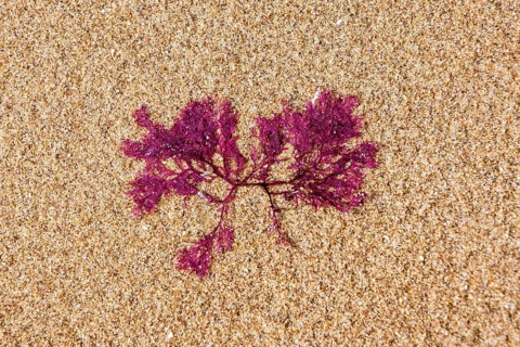 Membranoptera alata, small red marine alga washed on beach