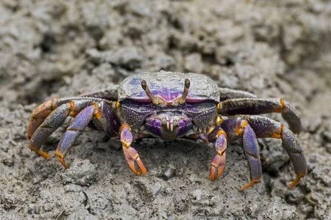 West African fiddler crab (Uca tangeri) (Gelasimus cimatodus) (Gelasimus tangeri) female on muddy