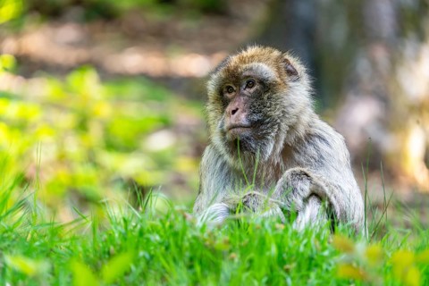 Barbary macaque (Macaca sylvanus), Occurrence in Morocco, captive, Rhineland-Palatinate, Germany,