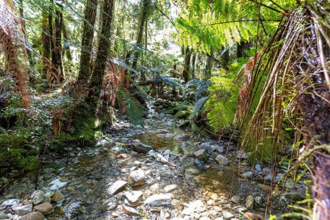 Lake Matheson Trail, New Zealand, Oceania