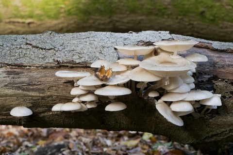 Porcelain fungi (Oudemansiella mucida), Emsland, Lower Saxony, Germany, Europe