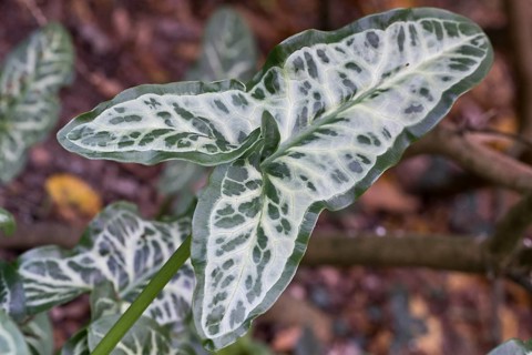 Italian arum (Arum italicum Pictum), Emsland, Lower Saxony, Germany, Europe