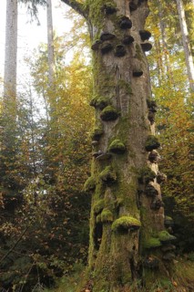 Common beech (Fagus sylvatica) deadwood overgrown with mossy tinder funguses (Fomes fomentarius),