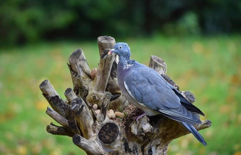 Common wood pigeon (Columba palumbus) moulting at the feeder with birdseed and peanuts