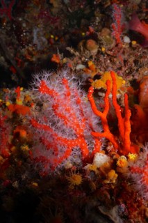 Red coral (Corallium rubrum) in the Mediterranean near Hyères. Dive site Giens Peninsula, Côte