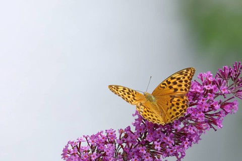 Silver-washed fritillary (Argynnis paphia) on flower panicle of butterfly-bush (Buddleja davidii),