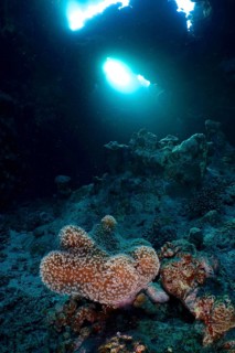 Mushroom leather coral (Sarcophyton glaucum) in a cave, light rays, dive site St Johns Reef, Saint