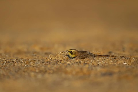 Shorelark or Horned lark (Eremophila alpestris) adult bird on a beach, Suffolk, England United