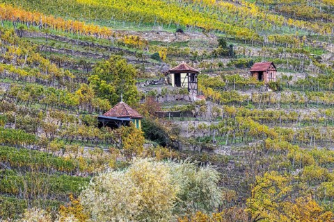 Vineyard cottage in the vineyard, landscape on the Neckar in autumn, Hofen, Stuttgart,