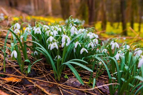 Snowdrops in the Polenz Valley