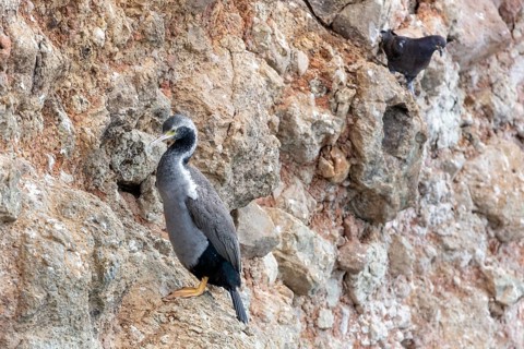 Cormorants (Phalacrocoracidae), Otago Peninsula, New Zealand, Oceania
