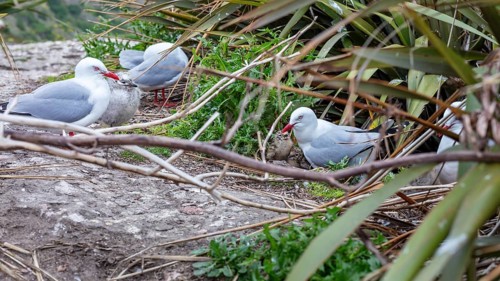 Gulls (Larinae), Otago Peninsula, New Zealand, Oceania