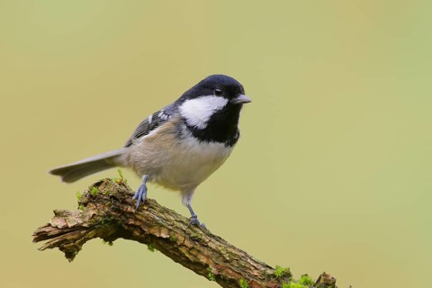 Coal tit (Periparus ater), wildlife, standing on branch, animals, birds, Siegerland, North