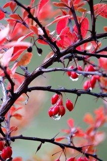 Autumn, After a rain, Barberry with water drops, Germany, Europe