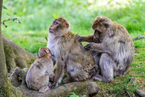 Barbary macaque (Macaca sylvanus), Occurrence in Morocco, captive, Rhineland-Palatinate, Germany,