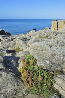 Rock samphire (Crithmum maritimum) growing on top of cliff along the Côte sauvage near Le Croisic,