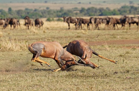 Fight between two Topi lei antelope bulls, Maasai Mara Game Reserve, Kenya, Africa