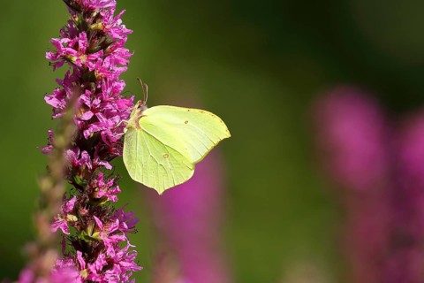 Brimstone (Gonepteryx rhamni) feeding on a flower of purple loosestrife (Lythrum salicaria),