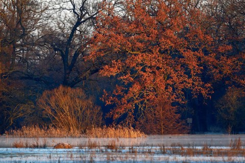 Winter floods 2024 on the Elbe and Mulde rivers with flooding of the meadows, ice on the meadows