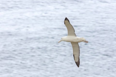 Albatros (Diomedea sanfordi), Taiaroa Head, Otago Peninsula, Neuseeland