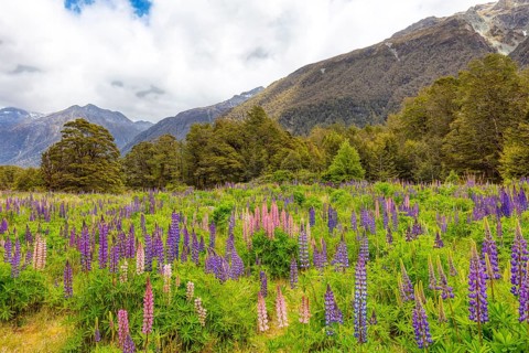 Lupins (Lupinus), Fiordland National Park, New Zealand, Oceania