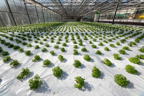 Agriculture, herb nursery, basil seedlings, growing in a greenhouse