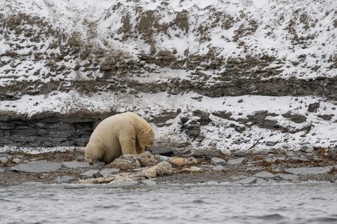 Scavenging polar bear (Ursus maritimus) eating the carcass of a stranded dead minke whale on the
