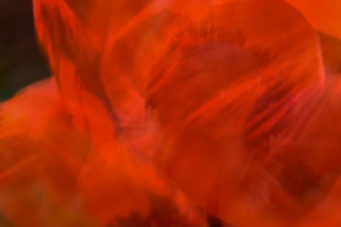 Turkish poppy (Papaver orientale), petals, wipe-clean image, Baden-Württemberg, Germany, Europe