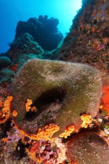 Sea ball, ball algae (Codium bursa), algae, in the Mediterranean Sea near Hyères. Dive site Giens