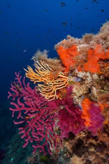 A blaze of colour in the Mediterranean: violescent sea-whip (Paramuricea clavata) with open polyps,
