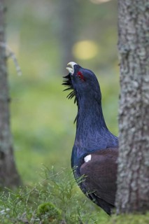 Western Capercaillie (Tetrao urogallus), Wood Grouse, Heather Cock calling during courtship display