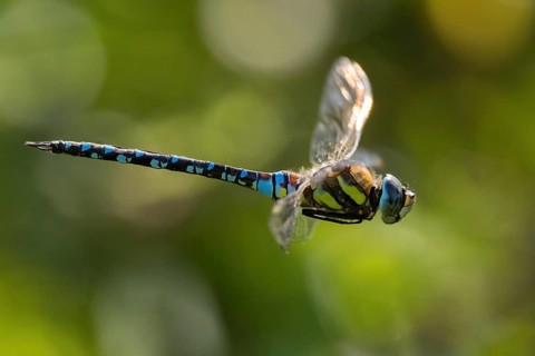 An migrant hawker (Aeshna mixta) in flight in front of a blurred green background in nature, Hesse,