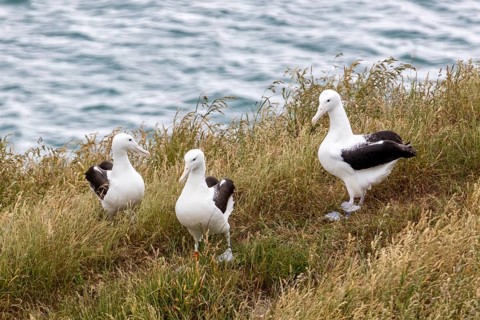 Albatros (Diomedea sanfordi), Taiaroa Head, Otago Peninsula, Neuseeland
