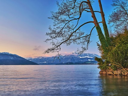 Morning atmosphere at Lake Zug with a tree with ivy in the foreground and the snow-covered Rigi in