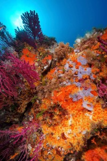 A blaze of colour in the Mediterranean: yellow cluster anemone (Parazoanthus axinellae), violescent